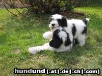 Polnischer Niederungshütehund Hunde Foto 13600 Polnischer Niederungshütehund Zaduma end zarys Ama Canem