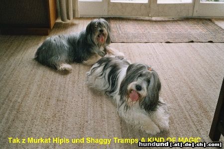 Polnischer Niederungshütehund Hunde Foto 14529 Polnischer Niederungshütehund Lilli und ihr Bräutigam