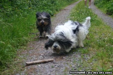 Polnischer Niederungshütehund Hunde Foto 13077 Polnischer Niederungshütehund PON Wettrennen