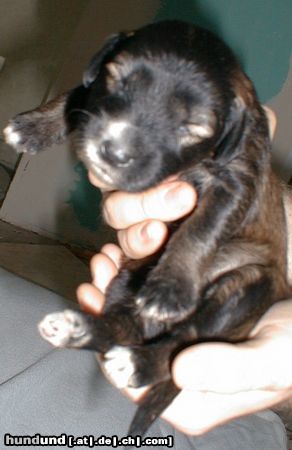 Polnischer Niederungshütehund Hunde Foto 4946 Polnischer Niederungshütehund Bastienne 14 Tage jung