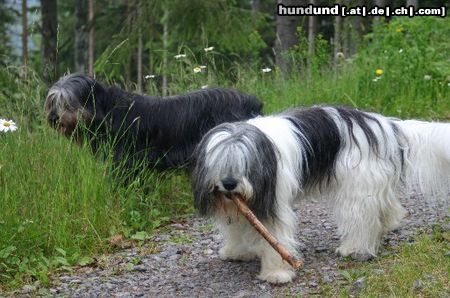 Polnischer Niederungshütehund Hunde Foto 13078 Polnischer Niederungshütehund Mutter und Tochter