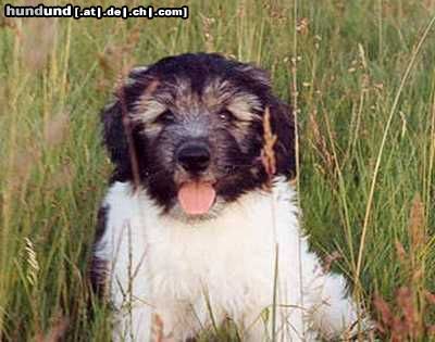 Polnischer Niederungshütehund Hunde Foto 20315 Polnischer Niederungshütehund NIUSKA -Toechterchen von Szelma & Czekan