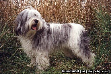 Polnischer Niederungshütehund Hunde Foto 8692 Polnischer Niederungshütehund OBERZYNA z Wielgowa