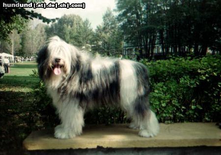 Polnischer Niederungshütehund Hunde Foto 8927 Polnischer Niederungshütehund OBERZYNA z Wielgowa