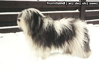 Polnischer Niederungshütehund Hunde Foto 8693 Polnischer Niederungshütehund OBERZYNA z Wielgowa