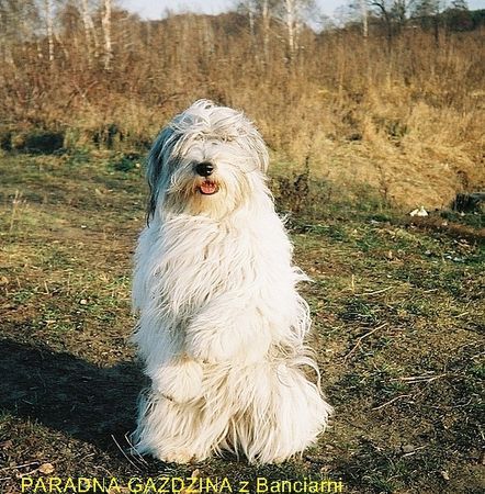 Polnischer Niederungshütehund PARIRKA als Teddybär 