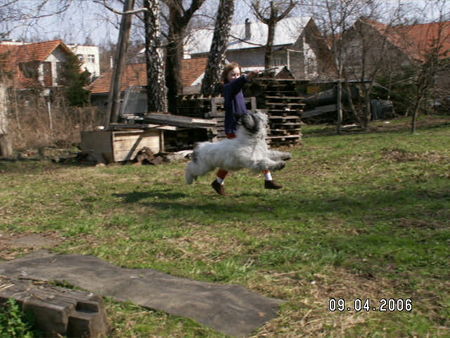 Polnischer Niederungshütehund WARS  und  fruhling