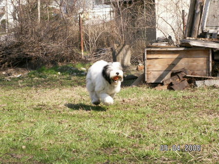 Polnischer Niederungshütehund WARS  is  flying