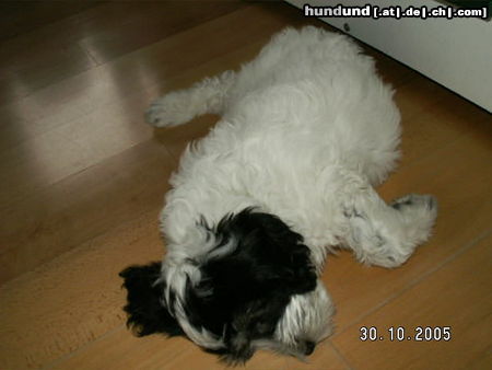 Polnischer Niederungshütehund Hunde Foto 26664 in höherer Auflösung ansehen Polnischer Niederungshütehund Wars Ama Canem Eine beliebte Position des Schlafen