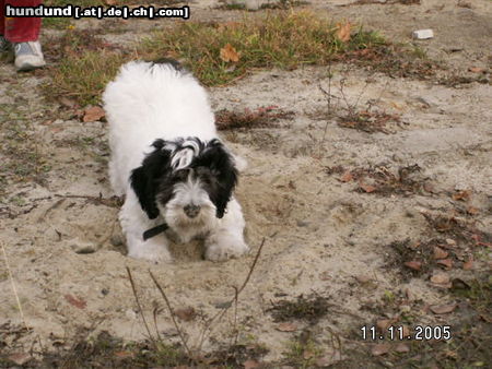 Polnischer Niederungshütehund Warsik w podkopie