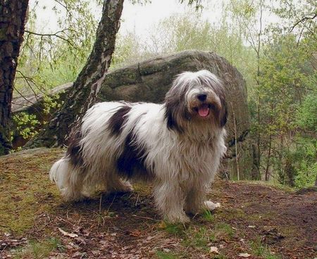 Polnischer Niederungshütehund Fruehlingszeit :) 