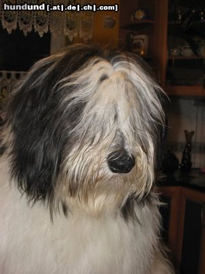 Polnischer Niederungshütehund Hunde Foto 13593 Polnischer Niederungshütehund Zanka Ama Canem