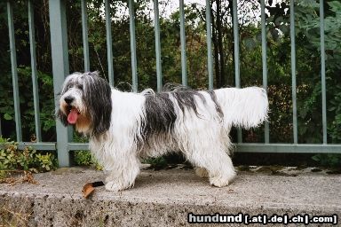Polnischer Niederungshütehund Hunde Foto 5697 Polnischer Niederungshütehund PON Lilli