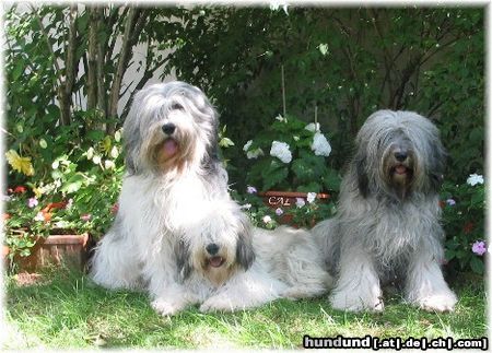 Polnischer Niederungshütehund Hunde Foto 14252 Polnischer Niederungshütehund Eine schrecklich nette PONfamilie