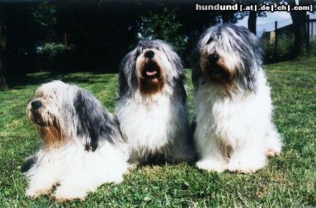 Polnischer Niederungshütehund Hunde Foto 8214 Polnischer Niederungshütehund z Czanca