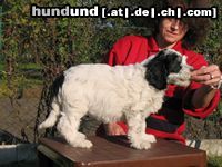Polnischer Niederungshütehund Wierna Ama Canem