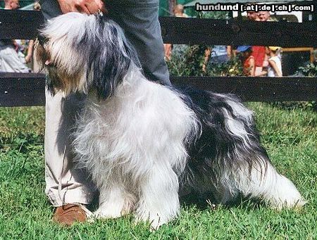 Polnischer Niederungshütehund Hunde Foto 8232 Polnischer Niederungshütehund ZALOTNA z Czanca