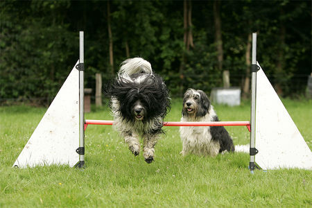 Polnischer Niederungshütehund Auch Agility macht Spass, Sprung Sohn Diuk, Sitz, Mama Yaika