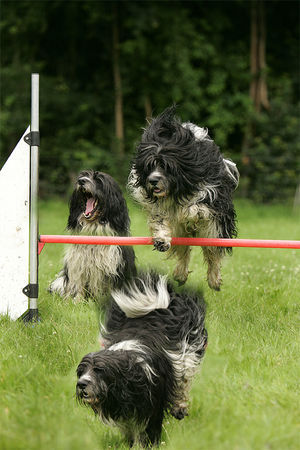 Polnischer Niederungshütehund Hunde Foto 38930 in höherer Auflösung ansehen Polnischer Niederungshütehund Diuk, Sprung über die Hürde, kleine Fotomontage :o))
