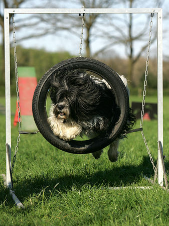 Polnischer Niederungshütehund Diuk, Sprung durch den Reifen