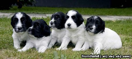 Polnischer Niederungshütehund Hunde Foto 4845 Polnischer Niederungshütehund B-Wurf