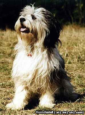 Polnischer Niederungshütehund Archimedes vom Sejes