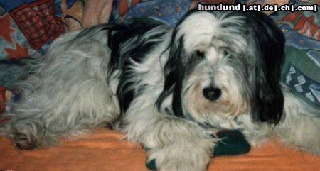 Polnischer Niederungshütehund Hunde Foto 3033 Polnischer Niederungshütehund das sind 2photos von meinem Pon.Sie heißt Chippy und ist 9jahre alt.
