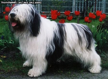 Polnischer Niederungshütehund Hunde Foto 22560 in höherer Auflösung ansehen Polnischer Niederungshütehund Jun.Ch.Pl.,BOG J.,CACIB, BOB WYBRANEK z Czanca