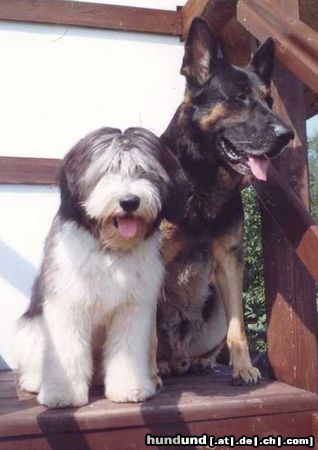 Polnischer Niederungshütehund Hunde Foto 9083 Polnischer Niederungshütehund BZIK (PON) mit Szaman (D.S.)