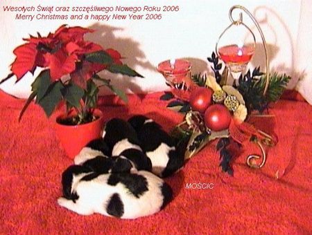 Polnischer Niederungshütehund Hunde Foto 27607 in höherer Auflösung ansehen Polnischer Niederungshütehund Frohe Weihnachten