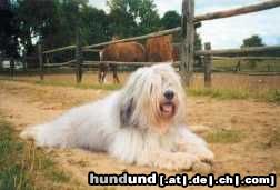 Polnischer Niederungshütehund Hunde Foto 9086 Polnischer Niederungshütehund Werbel -