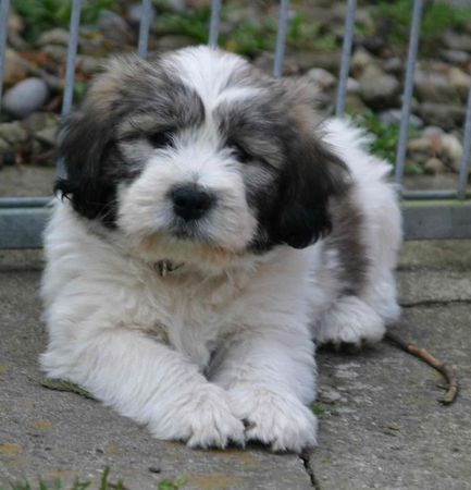 Polnischer Niederungshütehund Joline von Regensdorf