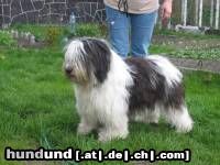 Polnischer Niederungshütehund Hunde Foto 13590 Polnischer Niederungshütehund Zanka Ama Canem