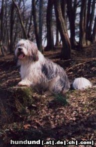 Polnischer Niederungshütehund Archimedes vom Sejes