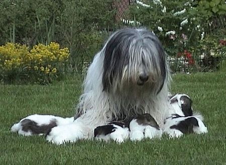 Polnischer Niederungshütehund Hunde Foto 27052 Polnischer Niederungshütehund RADOSNA BLUSALKA(MOJA) mit Kinde