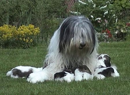 Polnischer Niederungshütehund RADOSNA BLUSALKA(MOJA) mit Kinde