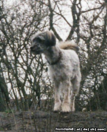 Polnischer Niederungshütehund Hunde Foto 10107 Polnischer Niederungshütehund Moja 3