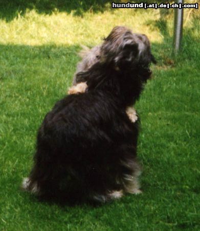 Polnischer Niederungshütehund Hunde Foto 10108 Polnischer Niederungshütehund Moja und Tessa