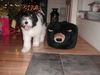 Polnischer Niederungshütehund Foto: Pepe und sein Freund (ID 9063) Polnischer Niederungshütehund Hund