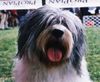 Polnischer Niederungshütehund Foto: Brawura Kontekst (ID 8212) Polnischer Niederungshütehund Hund