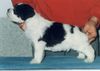 Polnischer Niederungshütehund Foto: BRAWURA Kontekst (ID 8622) Polnischer Niederungshütehund Hund