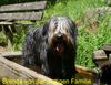 Polnischer Niederungshütehund Foto: Heiße Pfoten (ID 12750) Polnischer Niederungshütehund Hund