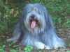 Polnischer Niederungshütehund Foto: Unser Süsser Emil (ID 25814) Polnischer Niederungshütehund Hund