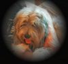 Polnischer Niederungshütehund Foto: Unser Süsser Emil (ID 25813) Polnischer Niederungshütehund Hund