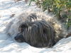 Polnischer Niederungshütehund Foto: Moja an der Ostsee2 (ID 29238) Polnischer Niederungshütehund Hund