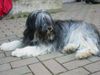 Polnischer Niederungshütehund Foto: Berenice 1 Jahr beige/ grau (ID 1396) Polnischer Niederungshütehund Hund