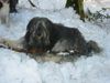 Polnischer Niederungshütehund Foto: Berenice von Marochow (ID 8721) Polnischer Niederungshütehund Hund