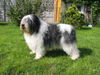 Polnischer Niederungshütehund Foto: Interchampion Ch.Pl Bundessieger Tulln 2004, 2005 Zanka Ama Canem (ID 26587) Polnischer Niederungshütehund Hund