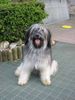 Polnischer Niederungshütehund Foto: Mein Schmuckstück (ID 3611) Polnischer Niederungshütehund Hund