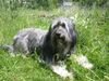 Polnischer Niederungshütehund Foto: Keine Beschreibung (ID 11713) Polnischer Niederungshütehund Hund